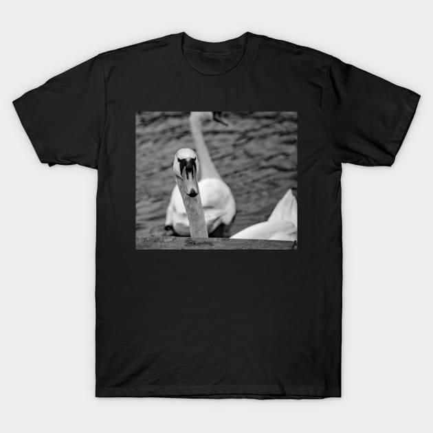 Mute swan portrait T-Shirt by yackers1